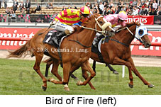 Bird Of Fire (18507 bytes)