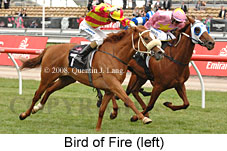 Bird Of Fire (18507 bytes)