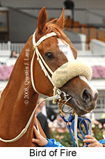 Bird Of Fire (18507 bytes)