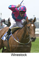 Winestock (13135 bytes)