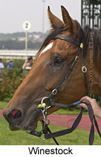 Winestock (11836 bytes)