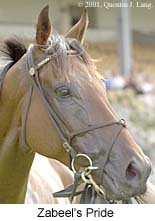 r1zabeelspride.jpg (13644 bytes)