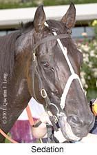 r9sedation2.jpg (15309 bytes)