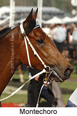 Montechoro (18507 bytes)