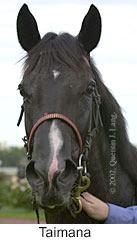 r5taimana3.jpg (7240 bytes)