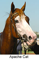 Apache Cat (14872 bytes)