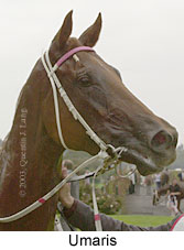 Umaris (10983 bytes)