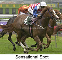 Sensational Spot (15758 bytes)