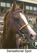 Sensational Spot (12902 bytes)