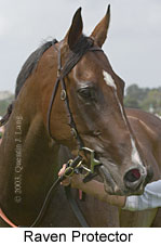 Raven Protector (9861 bytes)