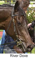 r3riverdove3.jpg (9251 bytes)