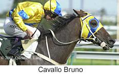 r8cavallobruno.jpg (10537 bytes)