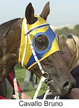 r8cavallobruno2.jpg (9844 bytes)