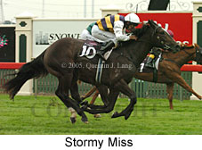 Stormy Miss (14872 bytes)