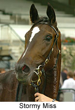 Stormy Miss (14872 bytes)