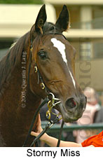 Stormy Miss (14872 bytes)
