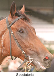 r4spectatorial3.jpg (15110 bytes)