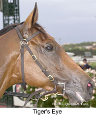 r8tigerseye3.jpg (14533 bytes)