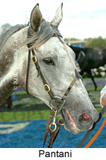 Pantani (14872 bytes)