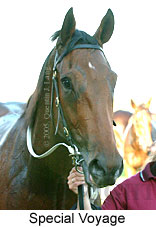 Special Voyage (14872 bytes)