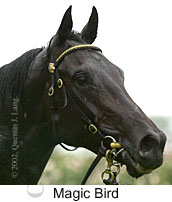 r3magicbird3.jpg (9318 bytes)