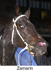 r8zamarin2.jpg (12055 bytes)