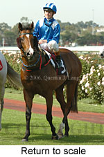 Return to scale (15361 bytes)