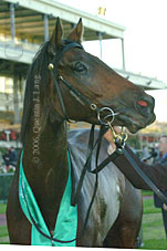 Dolphin Jo (14872 bytes)