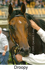 Droopy (14872 bytes)