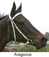 r3aragonce2.jpg (9021 bytes)