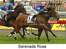 Serenade Rose (21625 bytes)