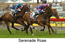 Serenade Rose (21625 bytes)