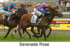 Serenade Rose (21625 bytes)