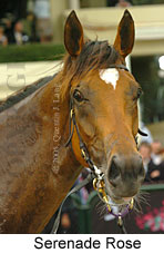 Serenade Rose (21625 bytes)