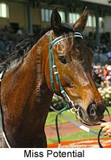 Miss Potential (21625 bytes)