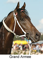 Grand Armee (21625 bytes)