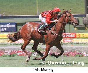 Mr. Murphy (17423 bytes)