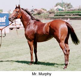 5mrmurphy3.jpg (16097 bytes)