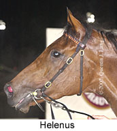 r6helenus2.jpg (10643 bytes)