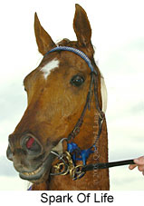 Spark Of Life (13736 bytes)