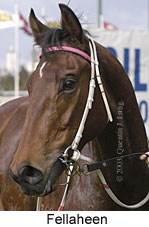 Fellaheen (16505 bytes)