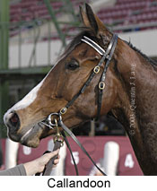 Callandoon (13114 bytes)