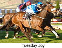 Tuesday Joy (17783 bytes)