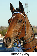 Tuesday Joy (16727 bytes)