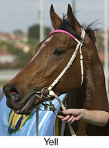 r4yell3.jpg (11758 bytes)