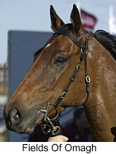 r6fieldsofomagh3.jpg (11607 bytes)