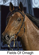 r6fieldsofomagh4.jpg (12070 bytes)