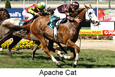 Apache Cat (16727 bytes)