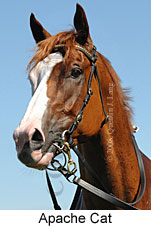 Apache Cat (16000 bytes)