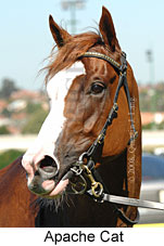 Apache Cat (16727 bytes)